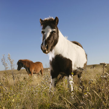 two falabella miniature horses in field.