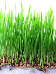 Fototapeta premium green germs of wheat