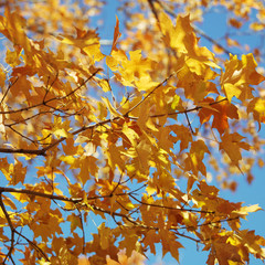 Maple tree in Fall color.