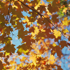 maple tree in fall color.