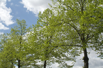 spring growth