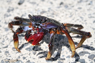 crab