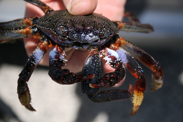 crab