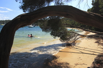 tree branch across beach