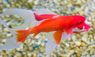 wing man principle shows in these two pet fish swimming in a backyard pond