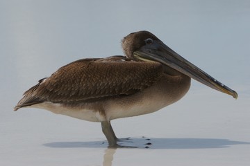 pelican