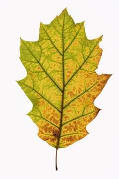 oak leaf on white.