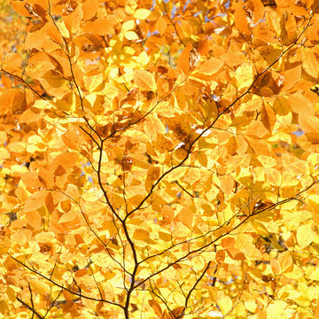 branches of yellow fall foliage.