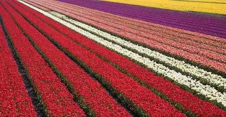 Printed roller blinds Tulip tulip field 31