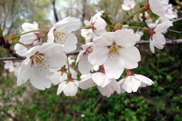branche de cerisier en fleur
