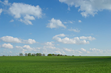 green field and row of trees