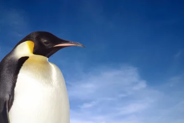 Tableaux ronds sur aluminium Pingouin penguin close-up