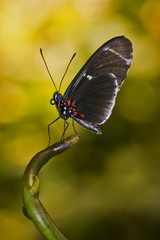 heliconius butterfly