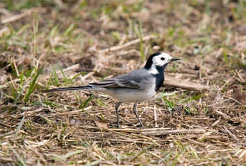 wagtail on a grass