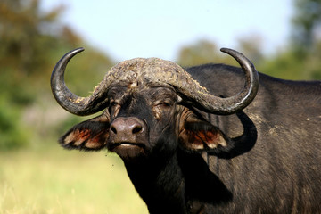 african buffalo portrait - obrazy, fototapety, plakaty