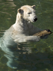 Fototapeta premium polar bear