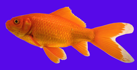 goldfish