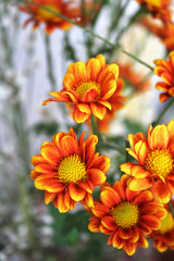 orange flowers