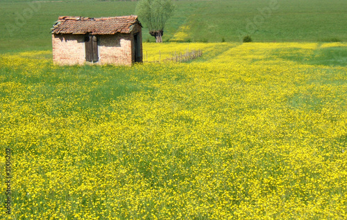 SCARICARE PRATO FIORITO
