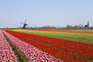 tulipes et moulin à vent 2