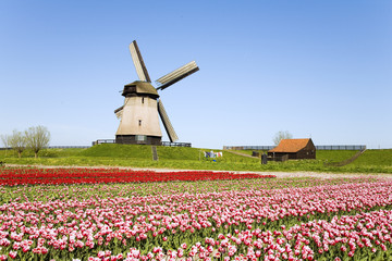 tulips and windmill 5
