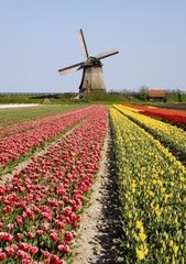 tulips and windmill 6