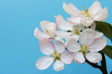 apple blossoms 1