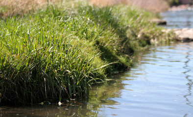river grasses