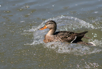 mallard landing in river