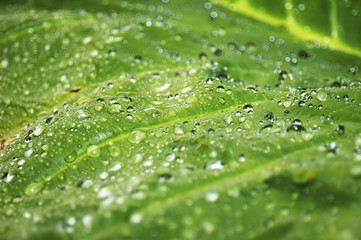 wet leaf