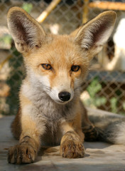 fox cub - 3010201