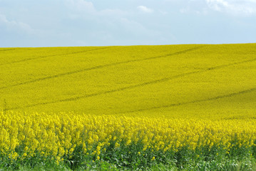 vallon jaune