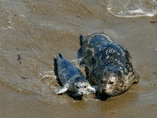 harbor seals