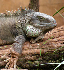iguana