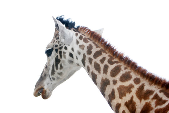 giraffe
