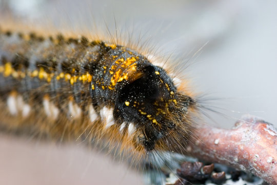 caterpillar