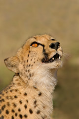 cheetah portrait