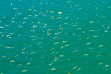 fish shoal