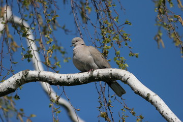 tourterelle sur sa branche