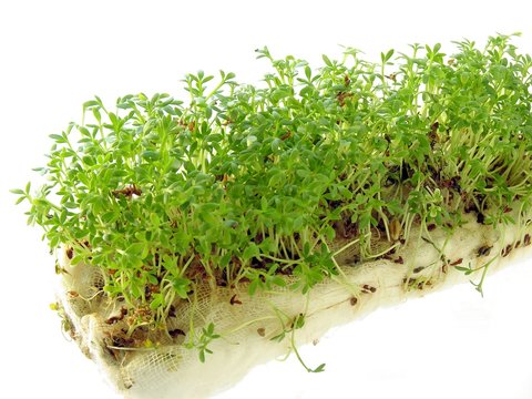 green germs of cuckoo-flower