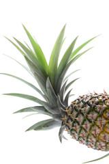   pineapple  4291