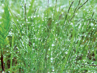 dewdrops on the grass