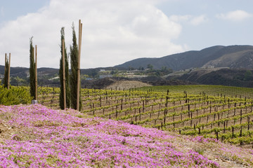 pretty wine country landscape