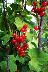 redcurrant