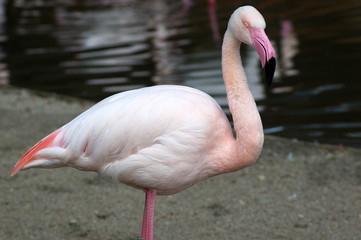 greater flamingo