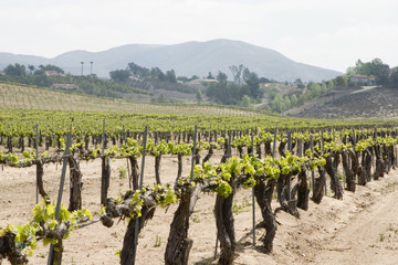 grapevines in temecula