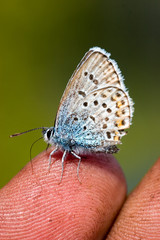 the butterfly on a finger
