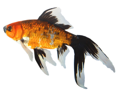 backyard fish