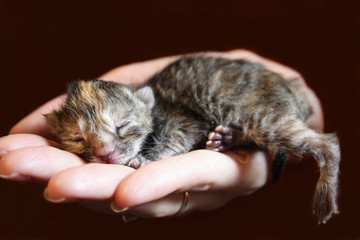 kitten on a hand