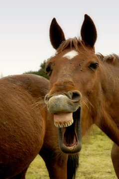 moquerie de cheval